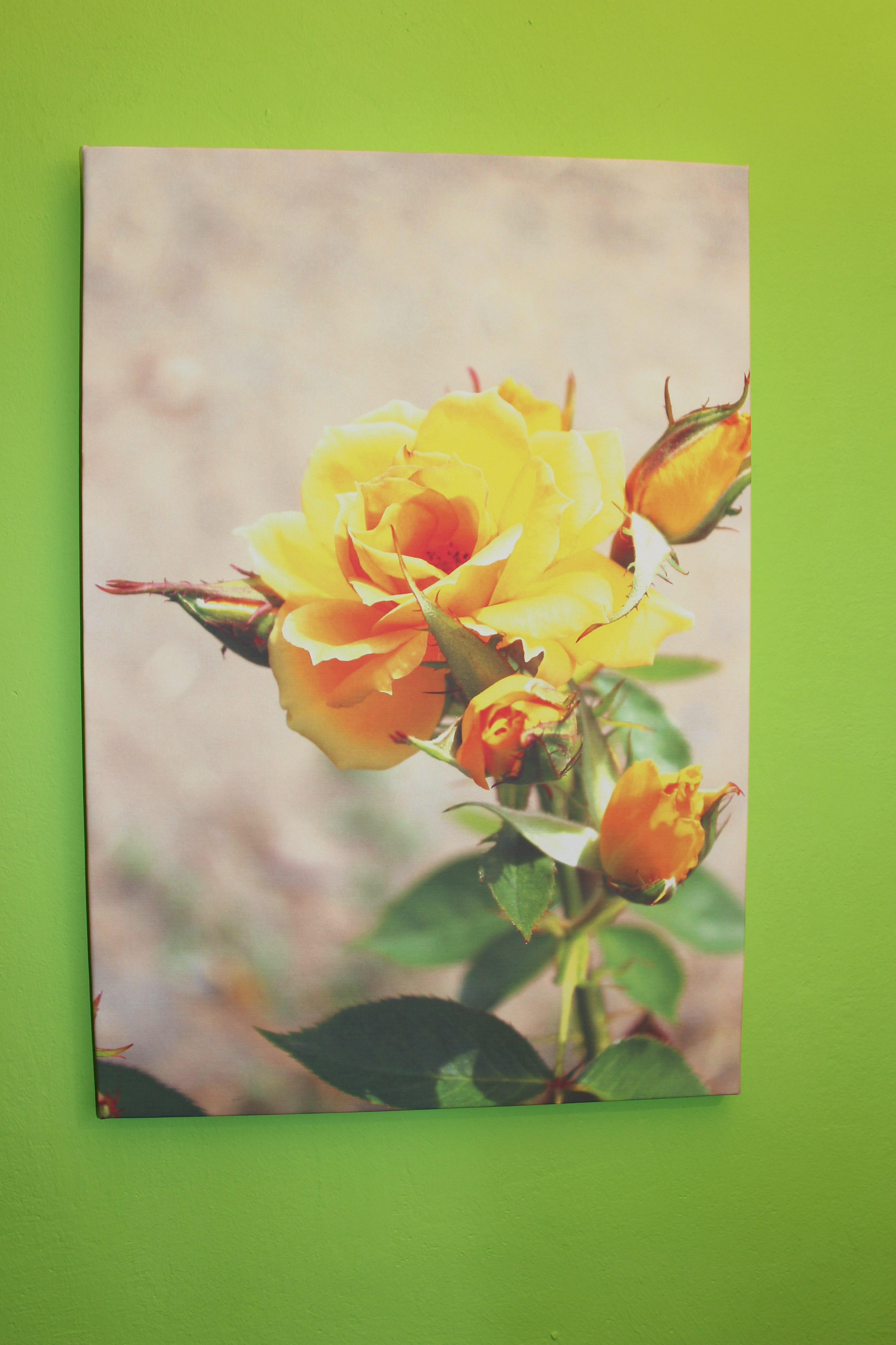 Obraz na plátně : Růže ( 51 cm x 73 cm ) Mercisalon